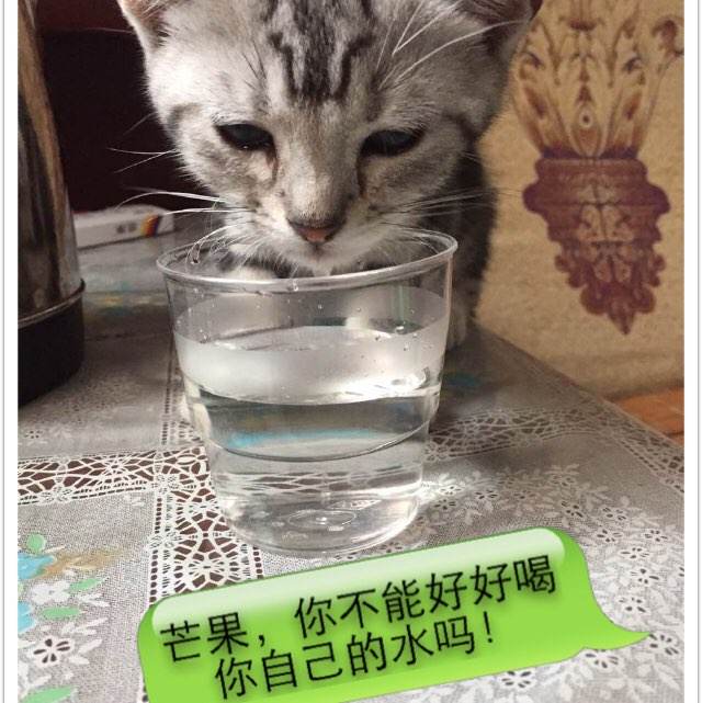 仿制假老挝护照